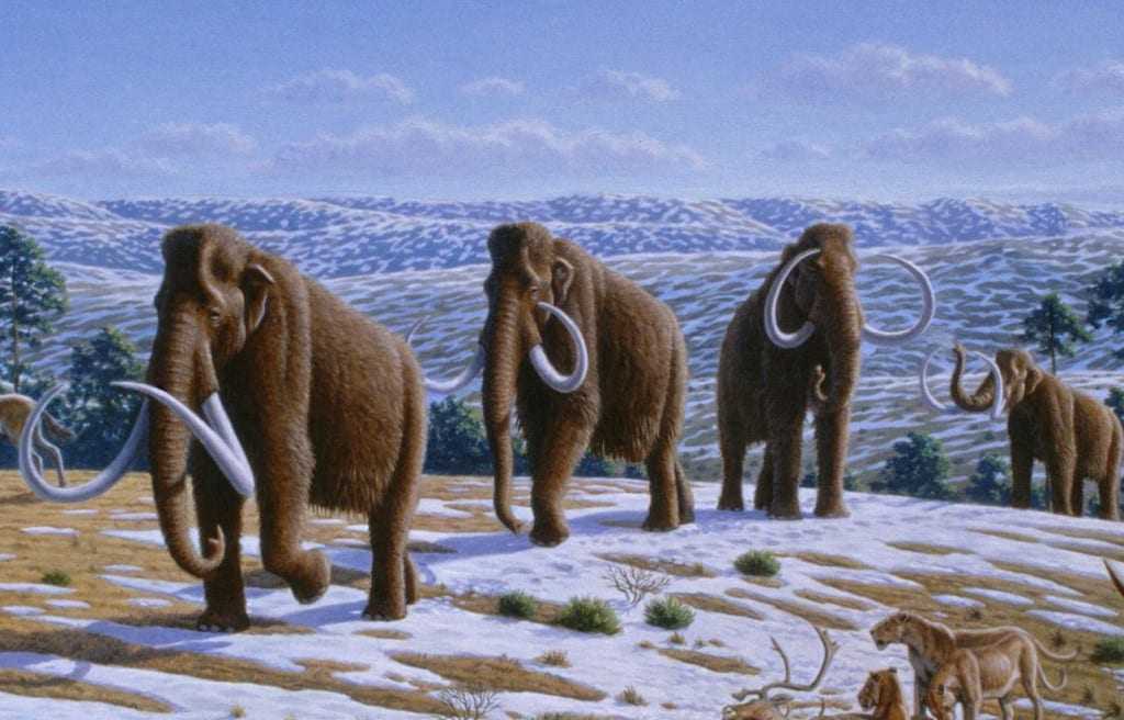 Woolly_mammoth