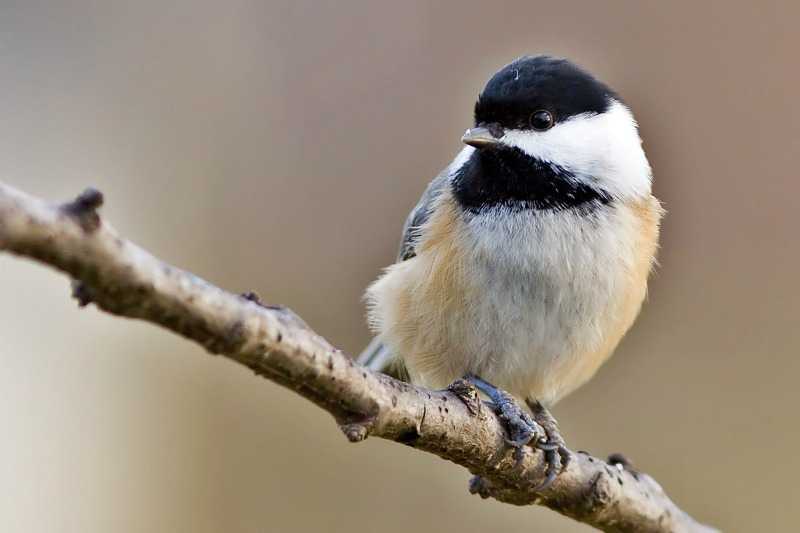 Black-Capped-Chickadee