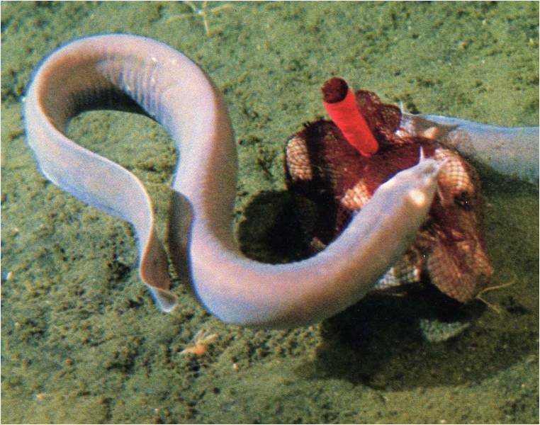 hagfish