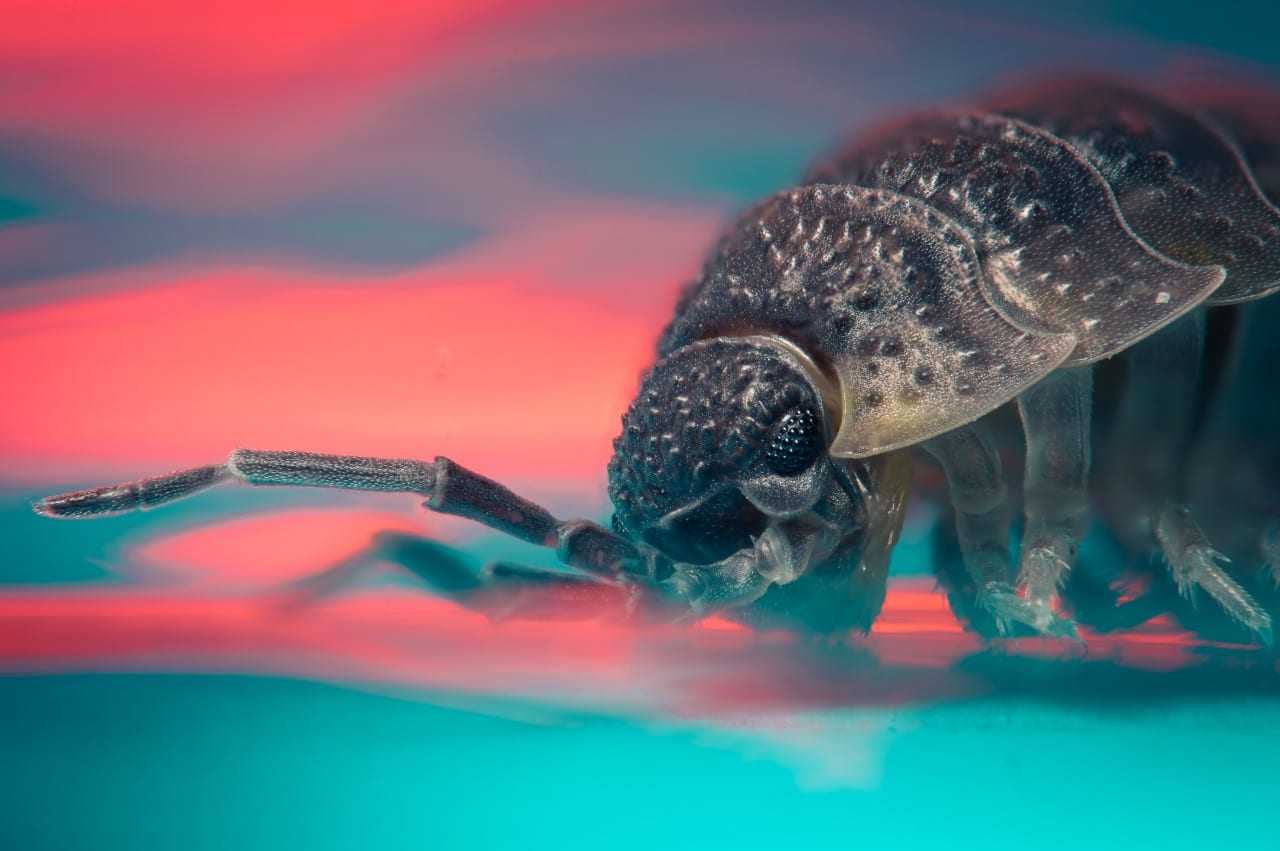 Common Woodlouse (2)