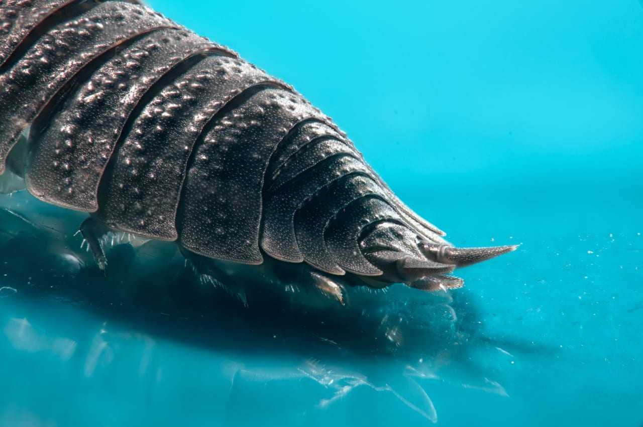 Common Woodlouse (back)