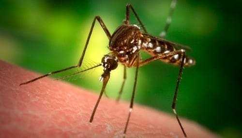 Γενετική τροποποίηση για το 'καλό μας': αυτό το κουνούπι κρύβει ένα μυστικό…