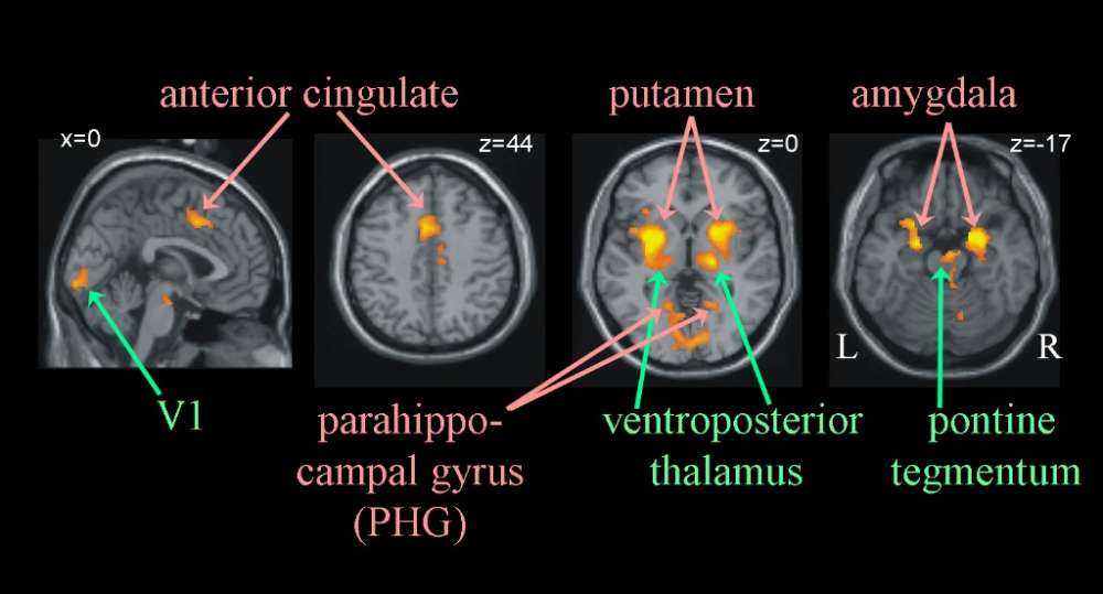 Εύρημα: ο εγκέφαλος χωρίς οξυγόνο ‘κλείνει’…