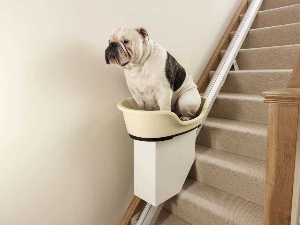 Doggy Stairlift