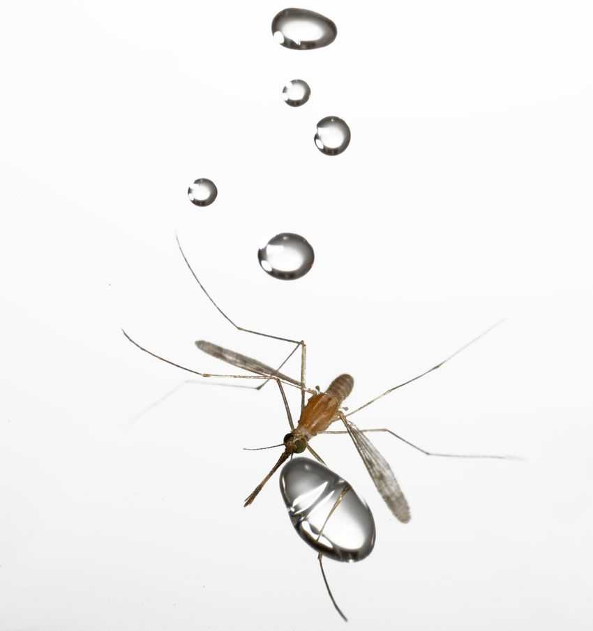 Απίστευτο – πως αποφεύγουν τα κουνούπια τη βροχή…