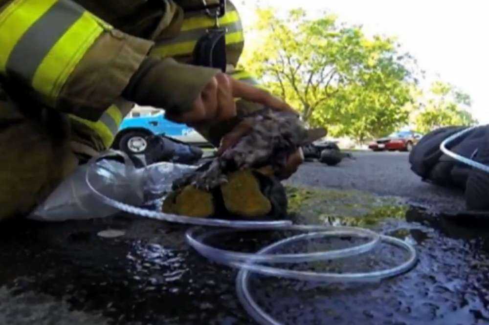 Μια Helmet Cam στη διάσωση… γάτας!