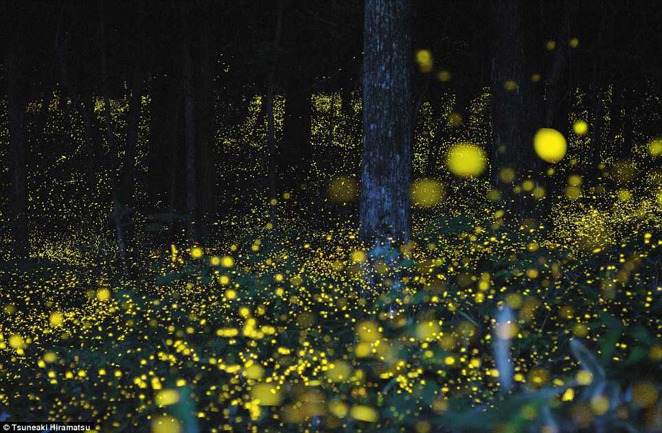 fireflies-7