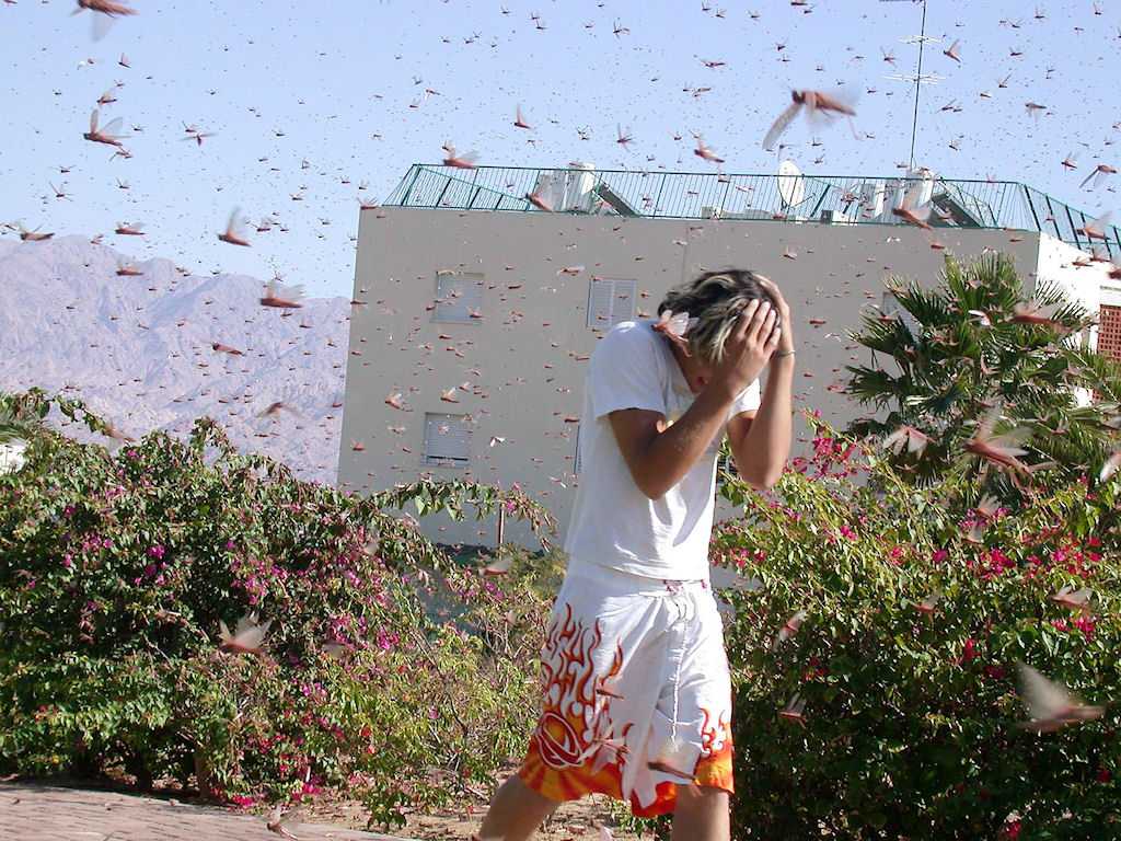 Η “Εισβολή των Ακρίδων” στη Μαδασκάρη…