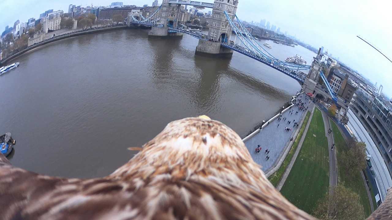 Ένας αετός, μια Sony HDR-AZ1VR Action Cam και το… Λονδίνο από ψηλά!