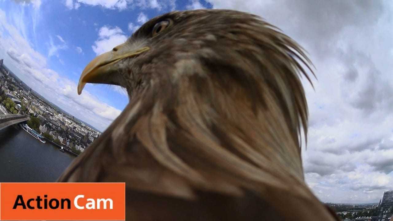 H Sony Action Cam και ο αετός – πετώντας από ένα καθεδρικό!
