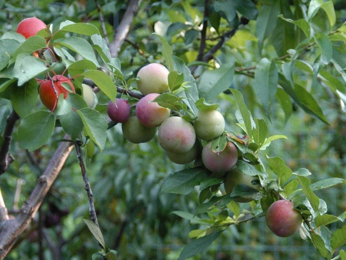 tree-of-40-fruit