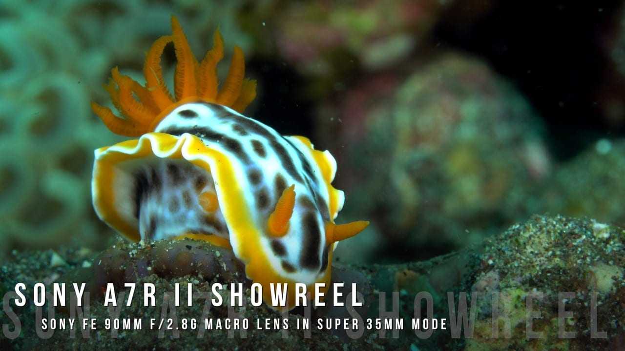 Sony A7R II & Sony FE 90mm f/2.8G Macro Lens