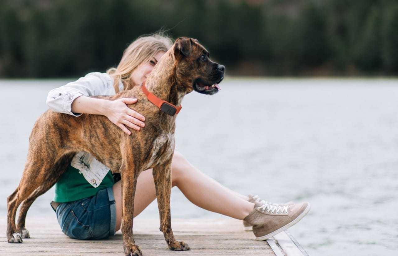 Nuzzle GPS Pet Collar