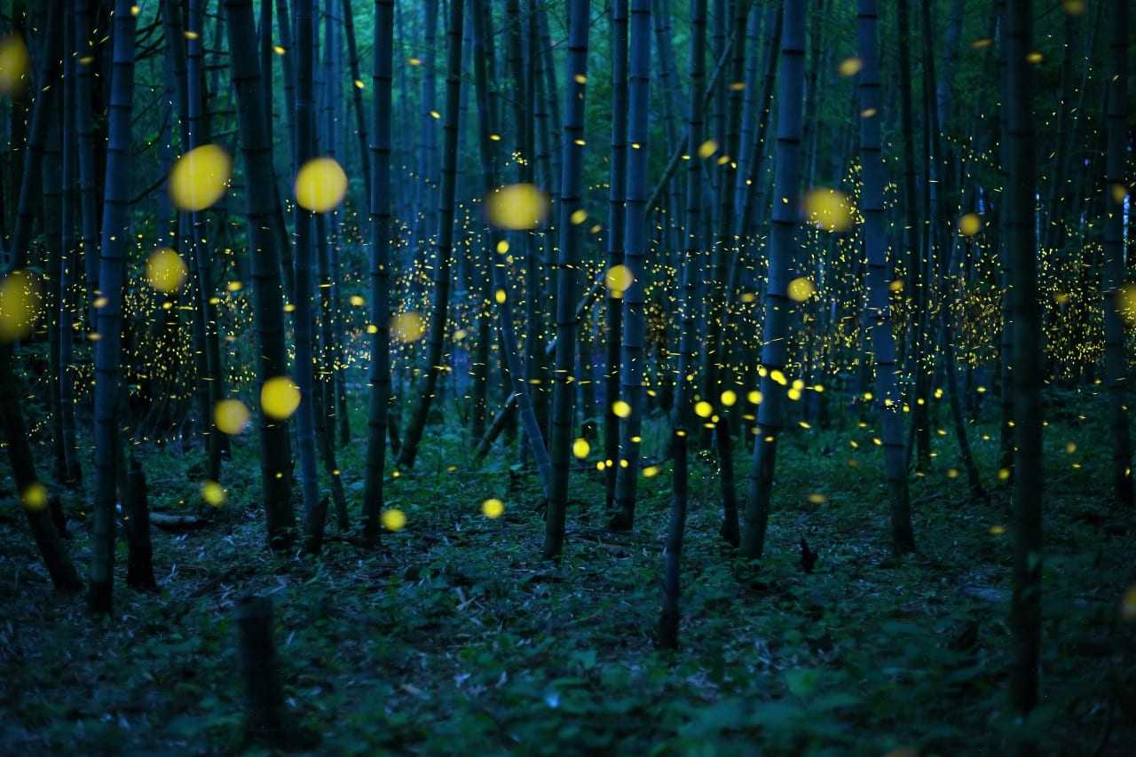 The season of a firefly comes around in Japan at the beginning of a rainy season. This firefly is a species called Luciola parvula, and repeats blink. [Hime-HOTARU] Call a firefly in Japan. This species flies in the beautiful forest. In particular, the firefly in bamboo forest is valuable. The population of these firefly decreases every year in Japan. These may be influence by environmental destruction. This picture was taken under a little moonlight.