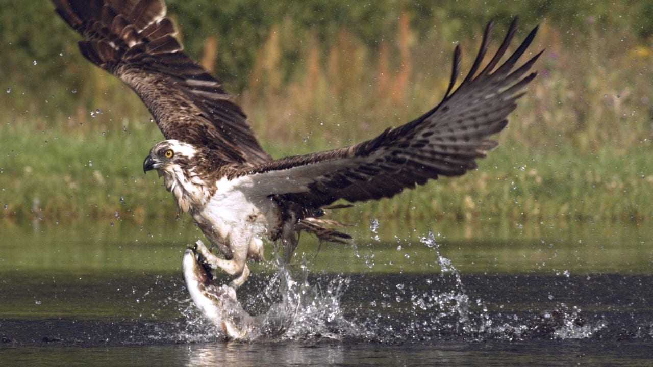 Osprey Fishing Super Slow