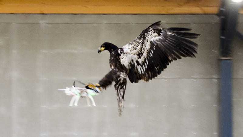 Drone vs Zeearend