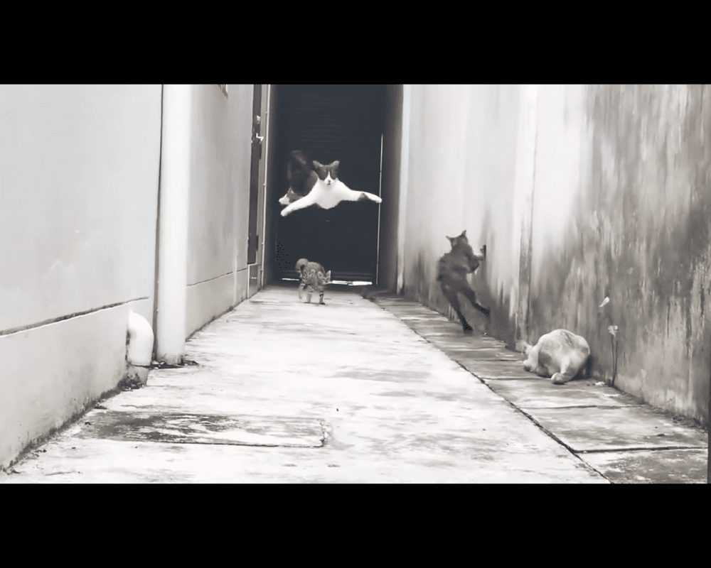 Parkour Cats