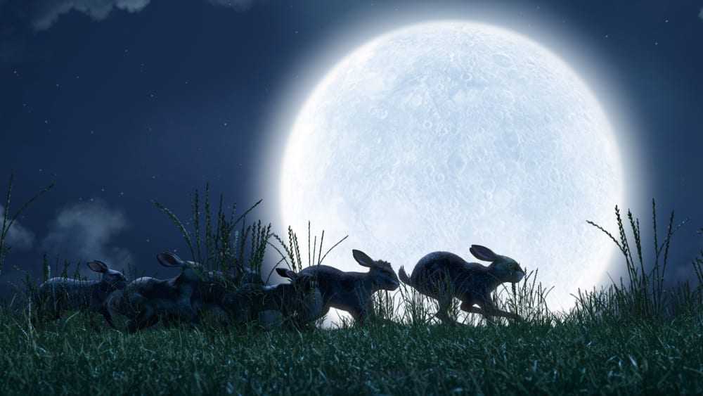 Watership Down – Official Trailer
