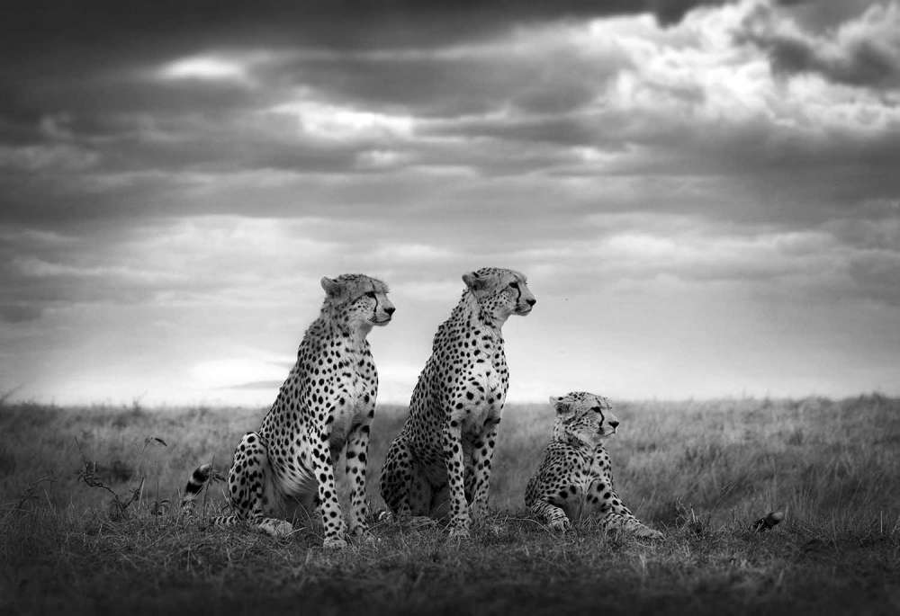 Sony World Photography Awards