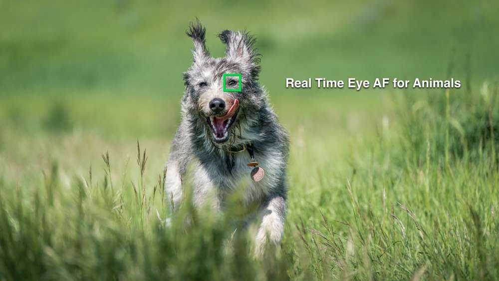 Sony Real-time Eye AF για Ζώα