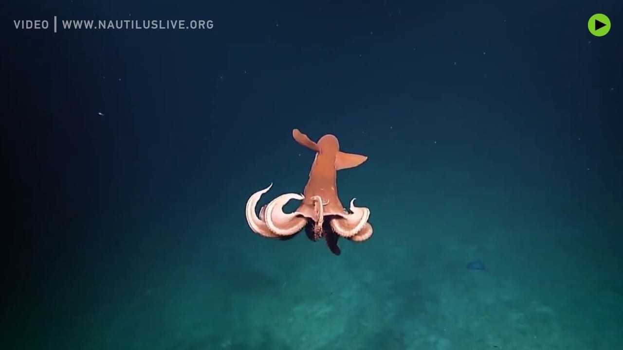 Ο υποβρύχιος χορός του Cirroteuthid Octopus