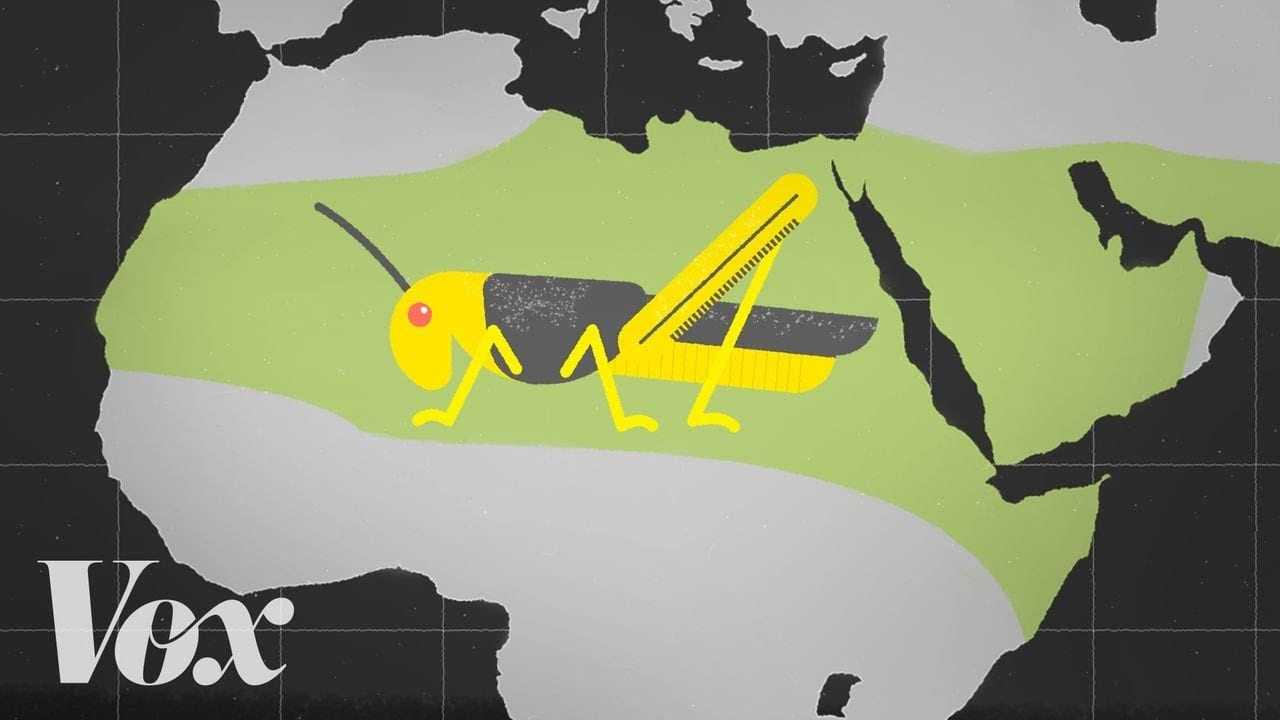 Γιατί οι ακρίδες ‘επιτίθενται’ στη Ανατολική Αφρική