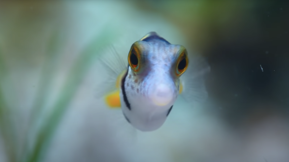 Puff: Wonders of the Reef Netflix – Official Trailer