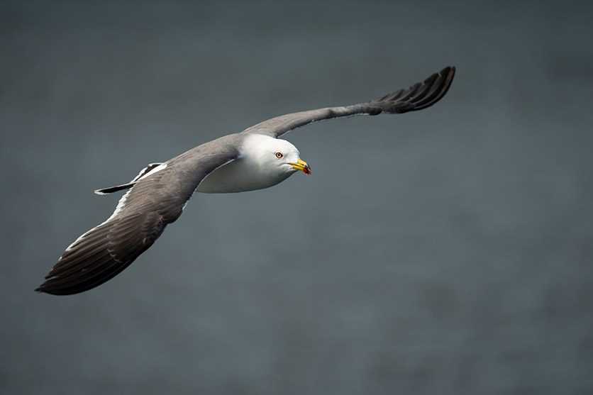 Νέοι Tamron 18-300mm F3.5-6.3 και 150-500mm F5-6.7