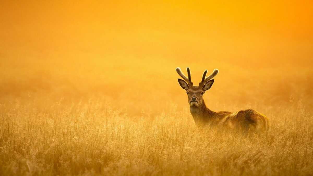 Οι νέοι Canon RF16mm F2.8 STM και  Canon RF100-400mm F5.6-8 IS USM φακοί