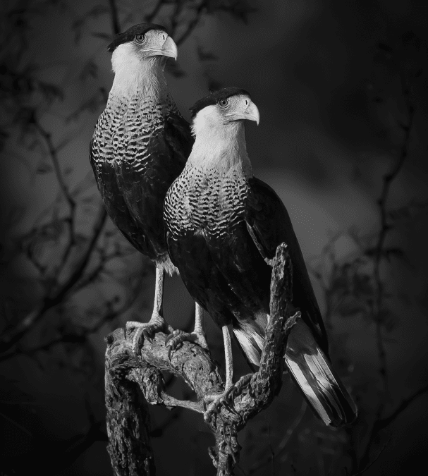 World Photography Organisation – τα βραβεία στις κατηγορίες Professional, Open, Student και Youth